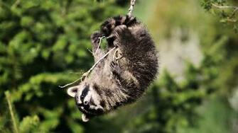 Raccoon Wallpaper