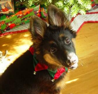 Christmas German Shepherd Pictures Dog