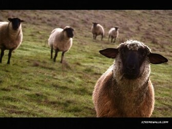 Animals Farm Wallpaper Info The Is Resized To Fit