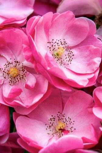 Beautiful Wild Roses Mobile Wallpaper Mobiles Wall