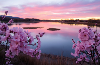 Pink Nature Wallpaper