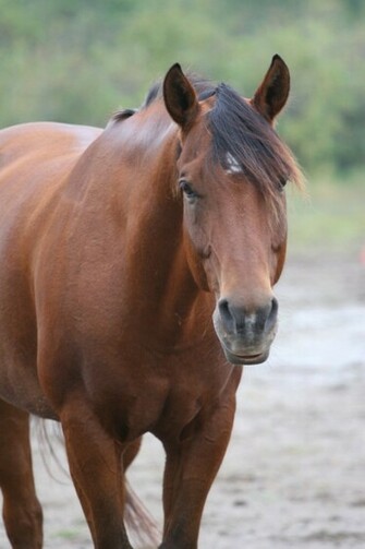 Bay Quarter Horse Wallpaper Gallery
