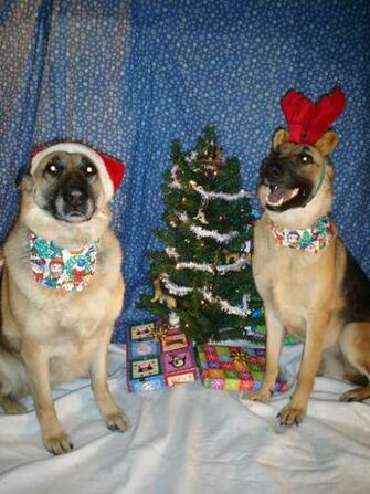 Christmas German Shepherd Pictures Dog