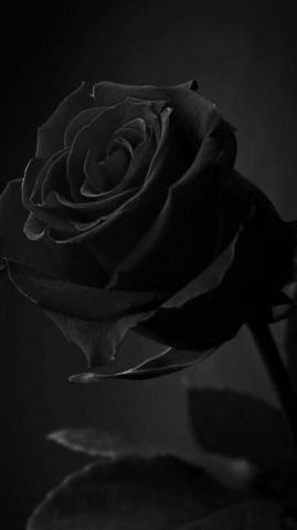 Drifter On Aesthetic Roses Black Wallpaper