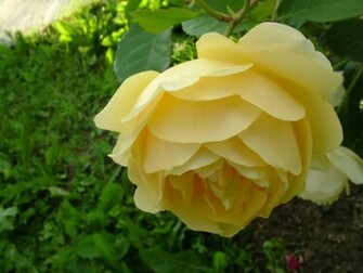 7art Flowers Clipart And Wallpaper Royalty Yellow Rose