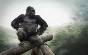 Gorilla HD Wallpaper Background Gorille
