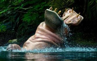 Hippo Computer Wallpaper Desktop Background