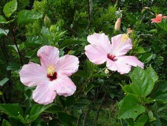 Tropical Flowers Wallpaper