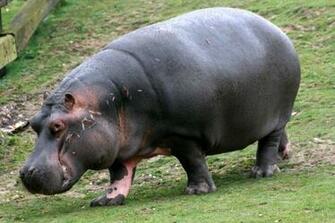 Hippopotamus Wallpaper Ultra High Quality