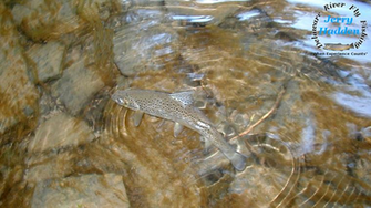 Fly Fishing Desktop Wallpaper Rising Brown Trout