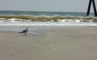 Tybee Island Image Crazy Gallery For