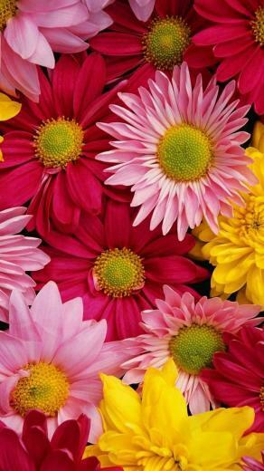Floral iPhone Wallpaper Top Background