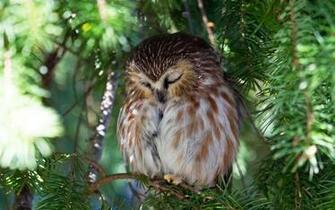 Wallpaper Owl Tree Nature Ultra HD 4k