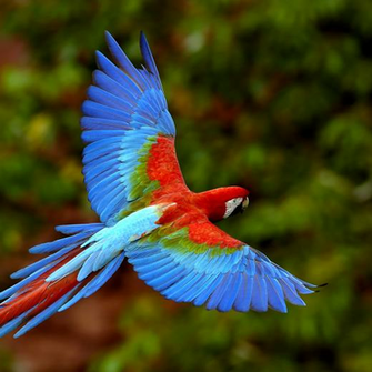 Parrot iPad Wallpaper Background