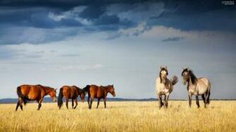 HD Horse High Resolution Wallpaper Pixhome