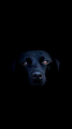Black Dog iPhone Wallpaper HD