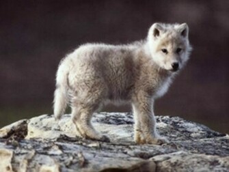 Baby Wolf Wallpaper