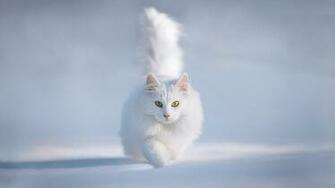 Cat In Snow Wallpaper High Quality Desktop