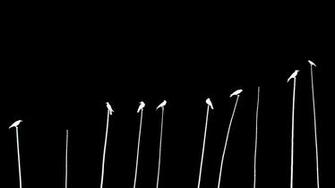 Black And White Birds Silhouettes The Crow Crows Wallpaper