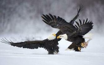 Eagle Wallpaper Background