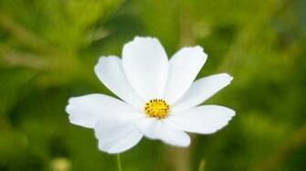 Cosmos Flowers Wallpaper