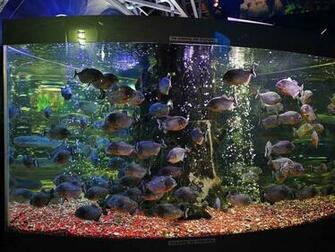 Animated Aquarium Wallpaper HD Background