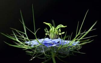 HD Wallpaper Virgin In The Green Nigella Damascena