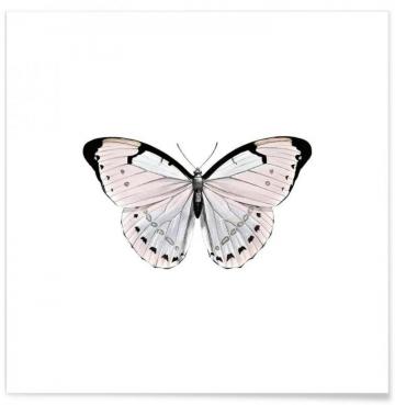 Papillion Rose Poster Juniqe