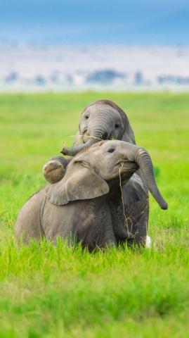 Gs On Wallpaper An Elephant Family From Amboseli