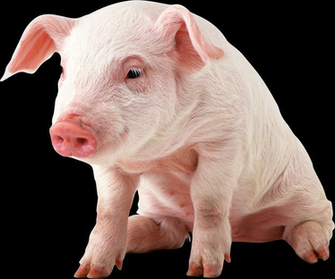 Pig Black White The Cute Animal Little Pigs Baby Photo