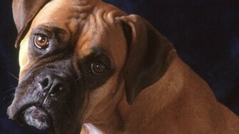 Animals Dogs Boxer Dog Wallpaper