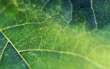 Autumn Wallpaper Tree Nature Natural Landscape Leaf