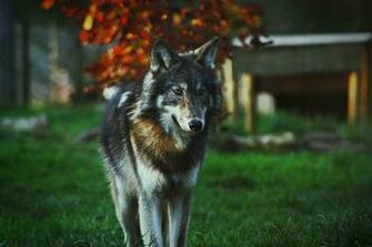 Wolf Wallpaper Theme With Background