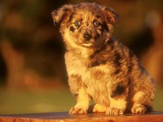 Ourgreatdog Kateandeileen