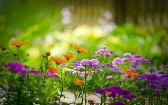Wallpaper Flower Flowers