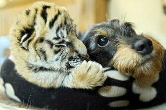 Cute Baby Tigers HD Wallpaper In Animals Imageci