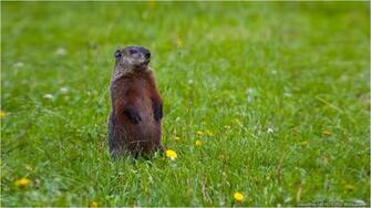Pics Photos Groundhog Day Wallpaper HD Desktop Picture