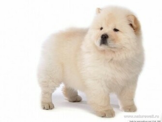 Chow On The White Background Wallpaper And Image