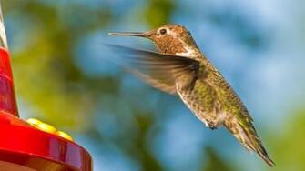Hummingbird Computer Wallpaper Desktop Background Id