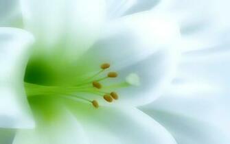 White Flower Background