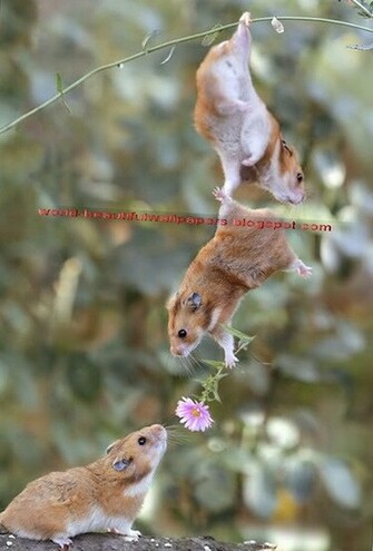 Beautiful Wallpaper Top Cutest Animals Ever