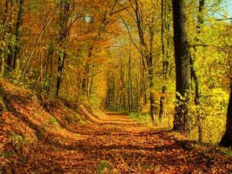 Autumn Wallpaper Ii