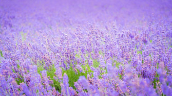 Lavender Desktop Wallpaper