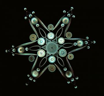 Diatoms Ideas Diatom Single Celled Cell Wall