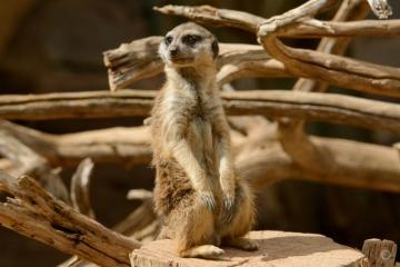 Cute Meerkat Background High Quality Background