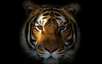 Tiger Face Wallpaper