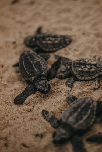 Baby Turtle Wallpaper