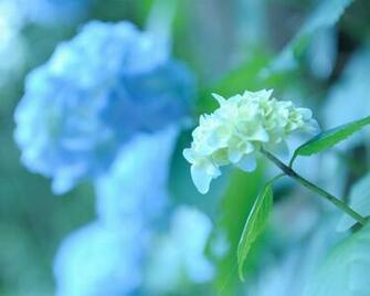 Beautiful And Elegant Hydrangeas Desktop Wallpaper