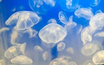 Ocean Life Wallpaper Image