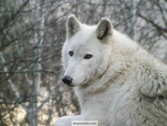 Wallpaper Image Matching Gray Wolf